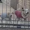 TikTok: Video de los perros barristas se viraliza